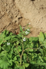 Raphanus raphanistrum raphanistrum