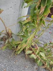 Oenothera