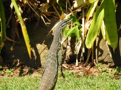 Varanus panoptes panoptes