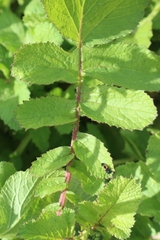 Raphanus raphanistrum raphanistrum