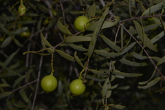 Santalum acuminatum