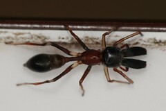 Myrmarachne melanocephala