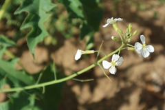 Raphanus raphanistrum raphanistrum