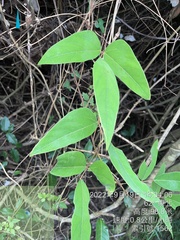 Mucuna macrocarpa