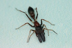 Myrmarachne melanocephala