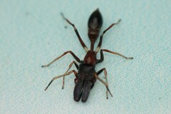 Myrmarachne melanocephala