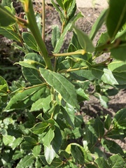 Laurus nobilis