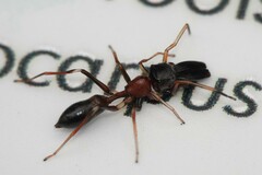 Myrmarachne melanocephala