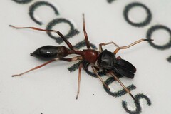 Myrmarachne melanocephala
