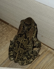 Sclerophrys capensis