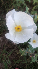 Argemone albiflora