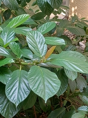Ficus benguetensis