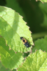 Harmonia axyridis