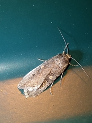Spodoptera exigua