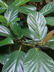 Ficus benguetensis