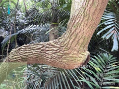Ehretia dicksonii