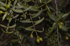 Santalum acuminatum