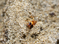 Anisolabis littorea