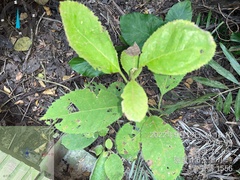Ehretia dicksonii