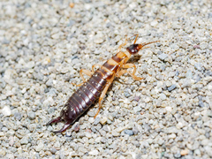 Anisolabis littorea