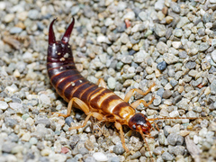 Anisolabis littorea