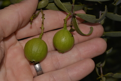 Santalum acuminatum