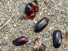 Pericoptus truncatus