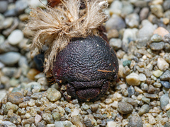 Pericoptus truncatus