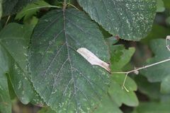 Coptotriche marginea