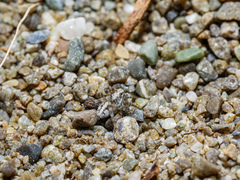 Anoteropsis litoralis