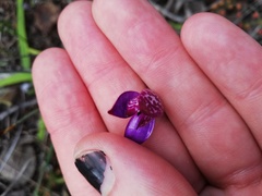 Elythranthera brunonis