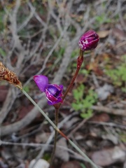 Elythranthera brunonis