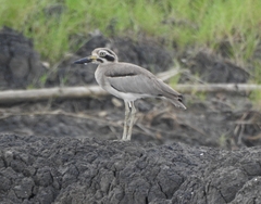 Esacus recurvirostris