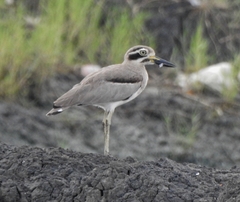 Esacus recurvirostris