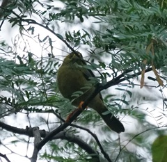 Manorina melanophrys