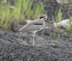 Esacus recurvirostris