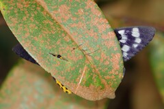 Dysphania subrepleta