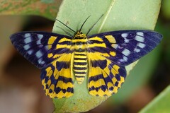 Dysphania subrepleta