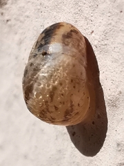 Helicoidea
