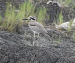 Esacus recurvirostris