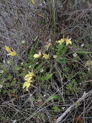 Caladenia flava flava