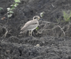 Esacus recurvirostris