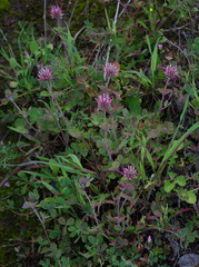 Trifolium hirtum