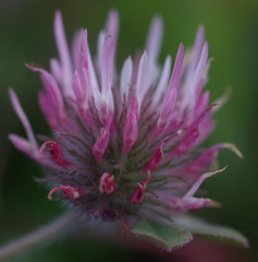 Trifolium hirtum
