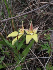 Caladenia flava flava