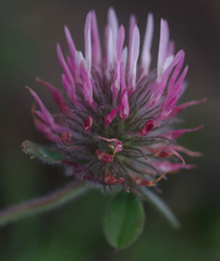Trifolium hirtum