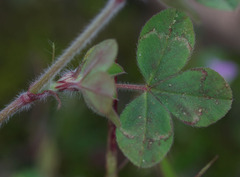 Trifolium hirtum