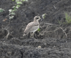 Esacus recurvirostris