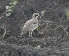 Esacus recurvirostris