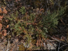 Juniperus pseudosabina